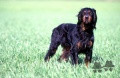 Setter Gordon GIN TONIC DU GRAND VALY Setter Gordon GIN TONIC DU GRAND VALY